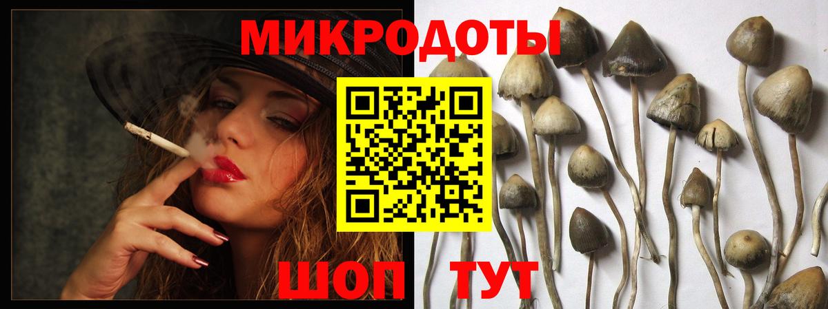 Галлюциногенные грибы Psilocybine cubensis Зеленогорск